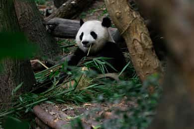 Chengdu: Halbtägige Tour zur Panda-Basis mit optionalem Guide