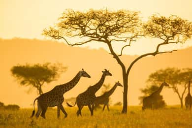 A Walking Safari in Arusha National Park