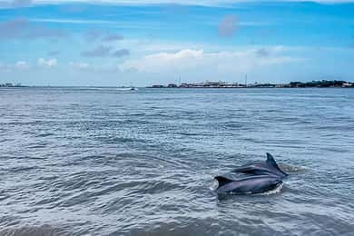 Galveston: Dolphin-Watching Cruise