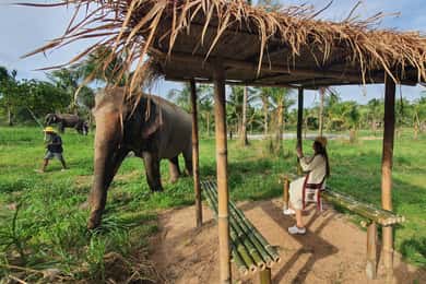 Från Pattaya: Dagsutflykt till Living Green Elephant Sanctuary
