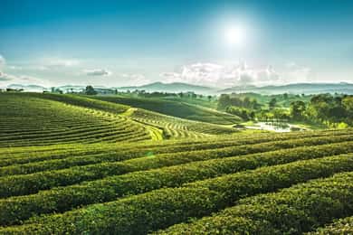 Chiang Rai: 7 Major Sites, Golden Triangle & Tea Plantation