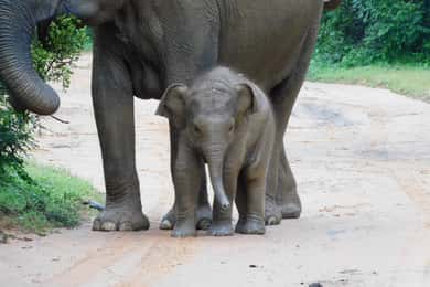 Udawalawe Safari Tour vanuit de haven van Hambantota (excursie vanaf de kust)