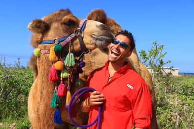 Cabo : UTV and Camel Ride in the Desert