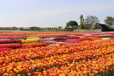 Amesterdão: Tour particular Tulipas, Keukenhof, Moinho de Vento e Queijo