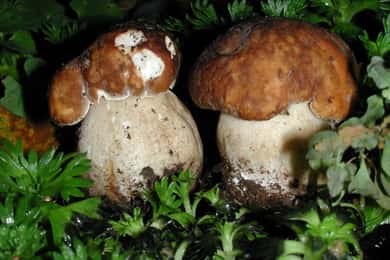MUSHROOMS