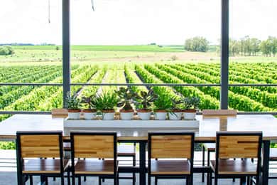 Visita a Bodega Fripp