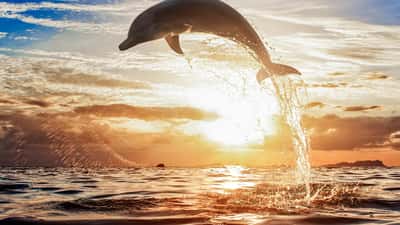The BEST Singaraja Dolphin & whale watching 2025 - FREE ...