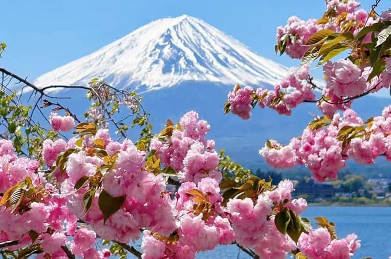 紅葉です。 富士山 チケット＆ツアー | ゲットユアガイド | GetYourGuide