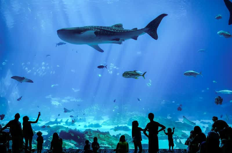 ジョージア水族館 チケット＆ツアー | ゲットユアガイド