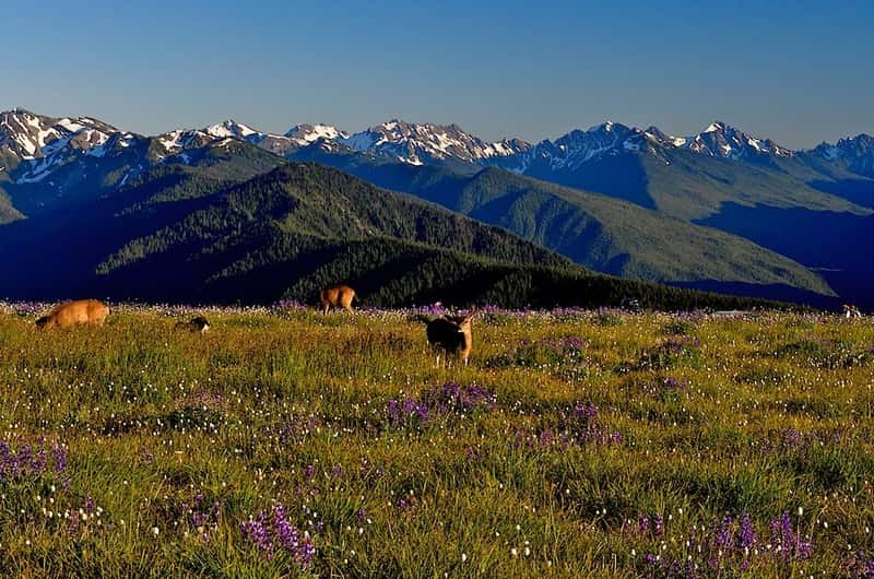 Olympic National Park, Port Angeles Book Tickets Tours