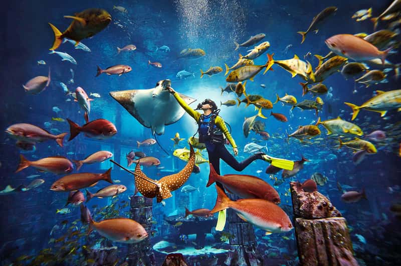 Lost Chambers Aquarium, Dubai Book Tickets Tours GetYourGuide