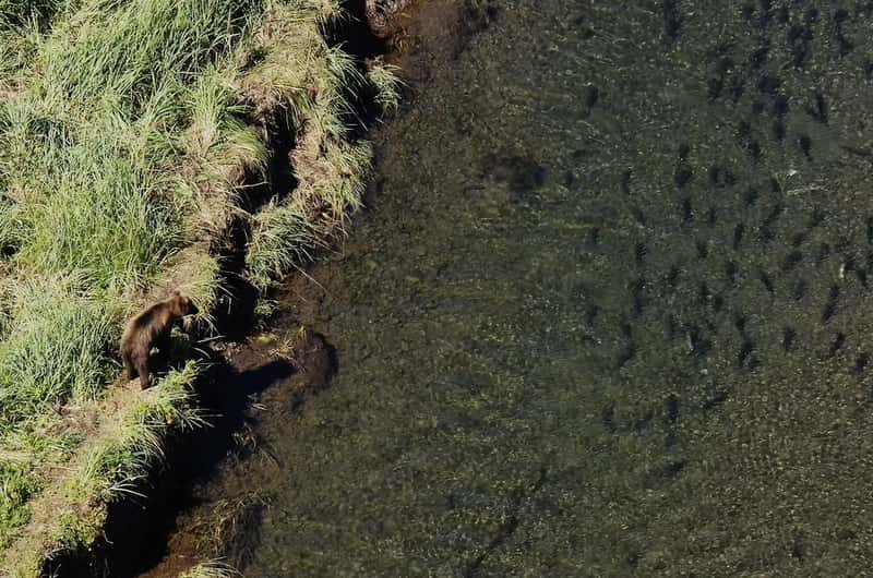 Icy Strait Point, Hoonah Book Tickets Tours GetYourGuide