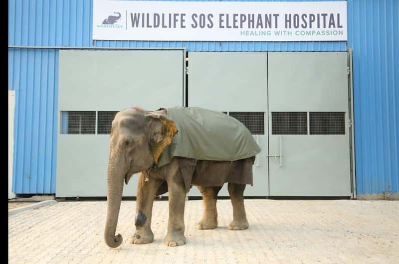 Wildlife SOS - Elephant Conservation and Care Center, Mathura - Book  Tickets & Tours | GetYourGuide