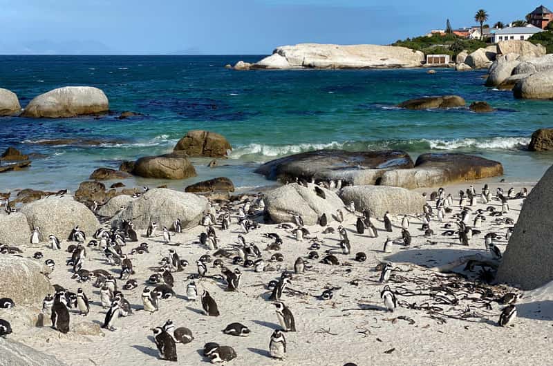 Boulders Beach, Cape Town - Book Tickets & Tours | GetYourGuide