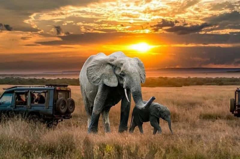 David Sheldrick Wildlife Trust, Nairobi - Book Tickets & Tours | GetYourGuide