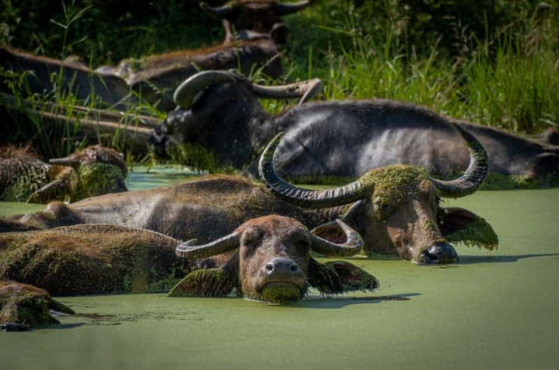 Minneriya National Park, Anuradhapura Book Tickets Tours