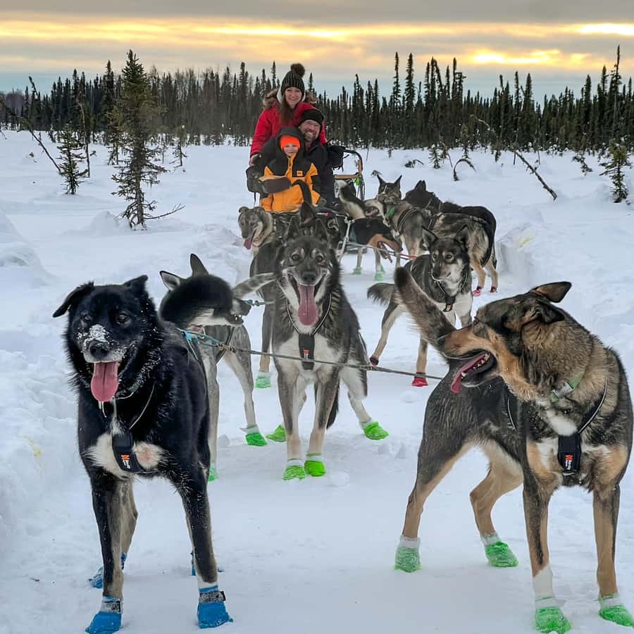 Winter Dog Sled Tour Day or Night Mush! GetYourGuide