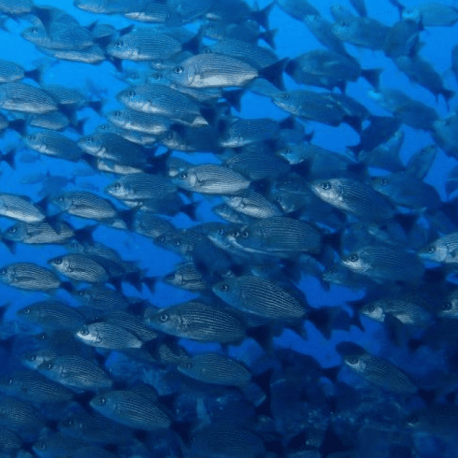 Uvita: Snorkling på øya Caño | GetYourGuide, image size:900x900