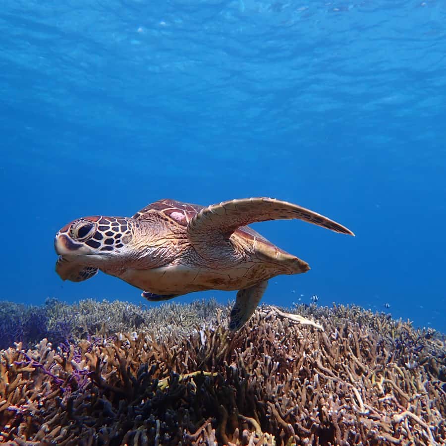 【077】海のリング／珊瑚／亀／熱帯魚／海 珊瑚サンゴの間で水中水泳のカメの写真素材・画像素材 Image