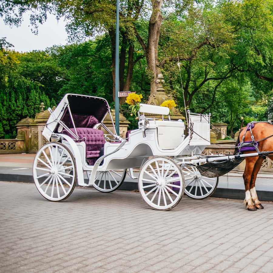 NYC: Guided Central Park Horse Carriage Ride