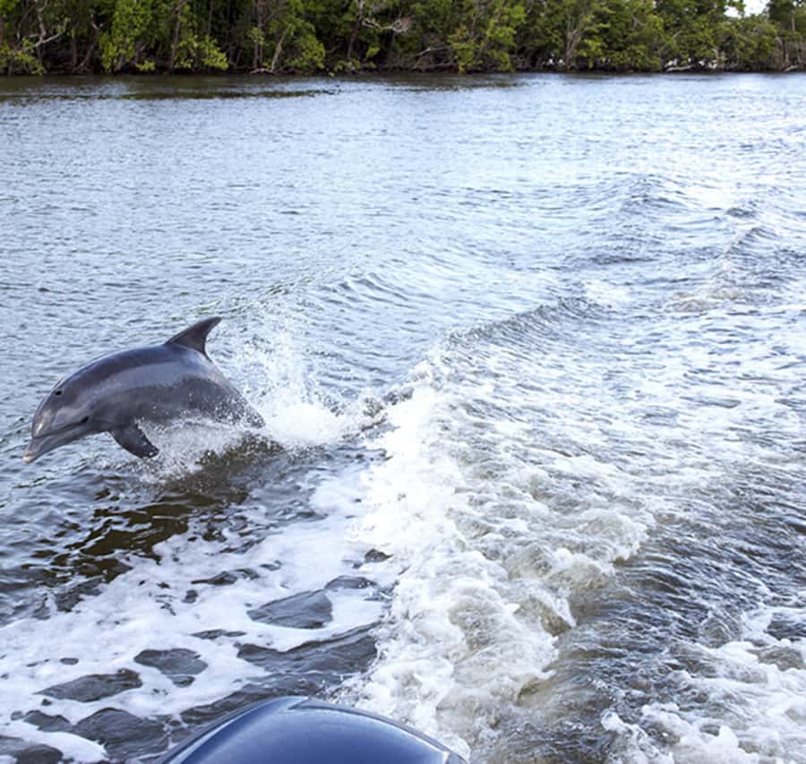 Panama City: Sunset Dolphin Cruise in St. Andrews Bay