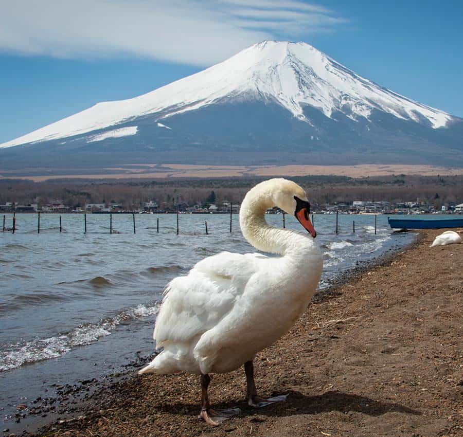 メディア コラージュ