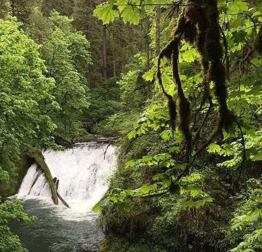 オレゴン州ポートランド：シルバーフォールズ州立公園の滝