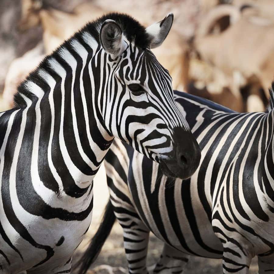 Galería de fotos para redes
