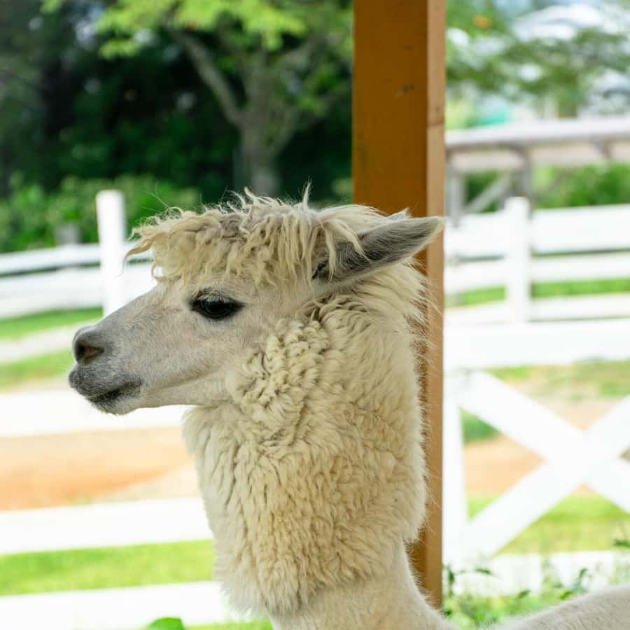 メディア コラージュ