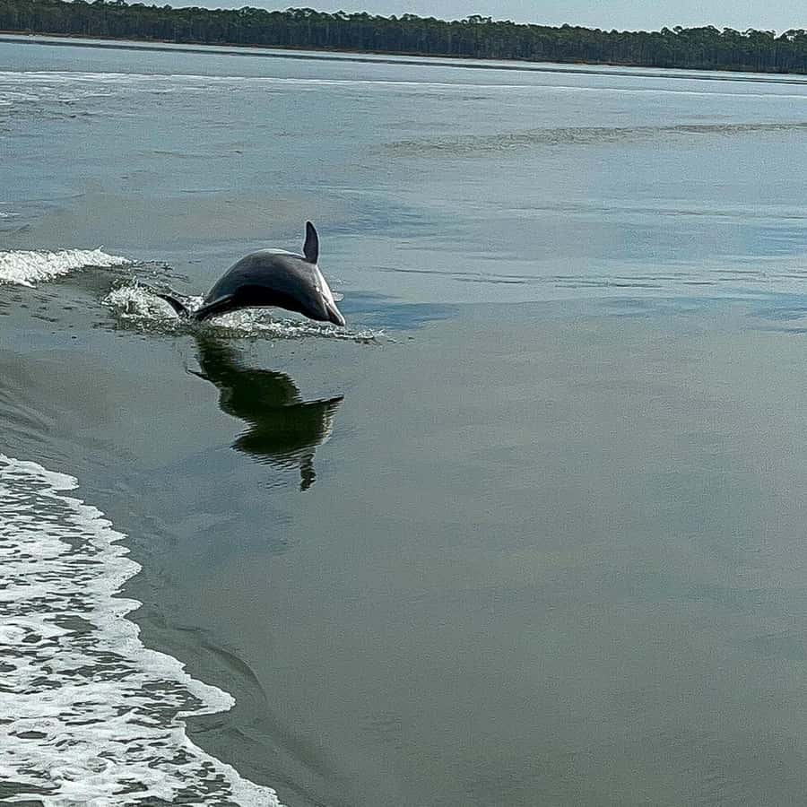Orange Beach Dolphin Eco Boat Tour