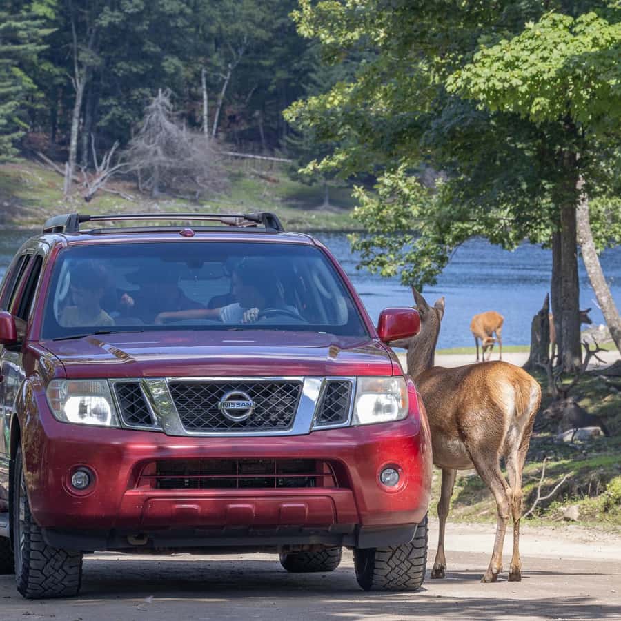Montebello, QC: General Admission to Parc Omega