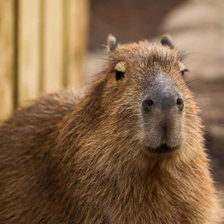 メディア コラージュ