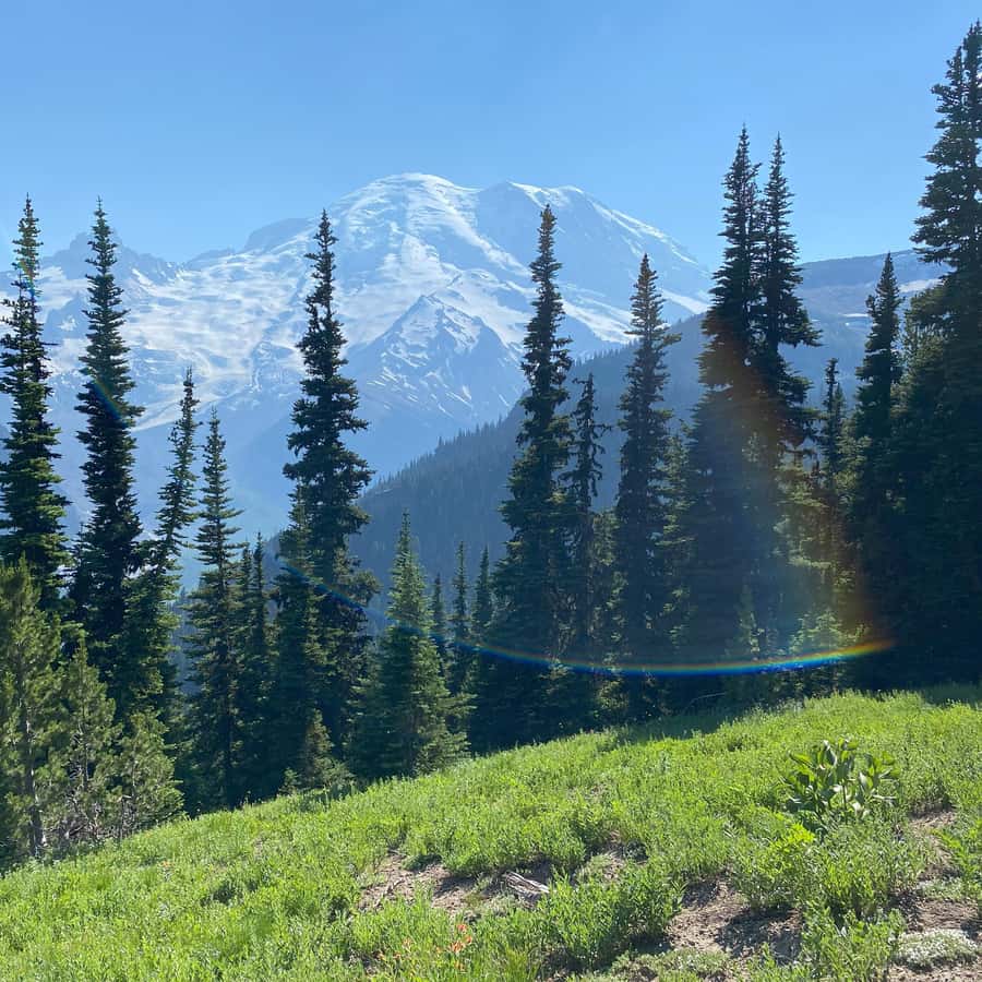Mount Rainier: Day Hike on the Mountain