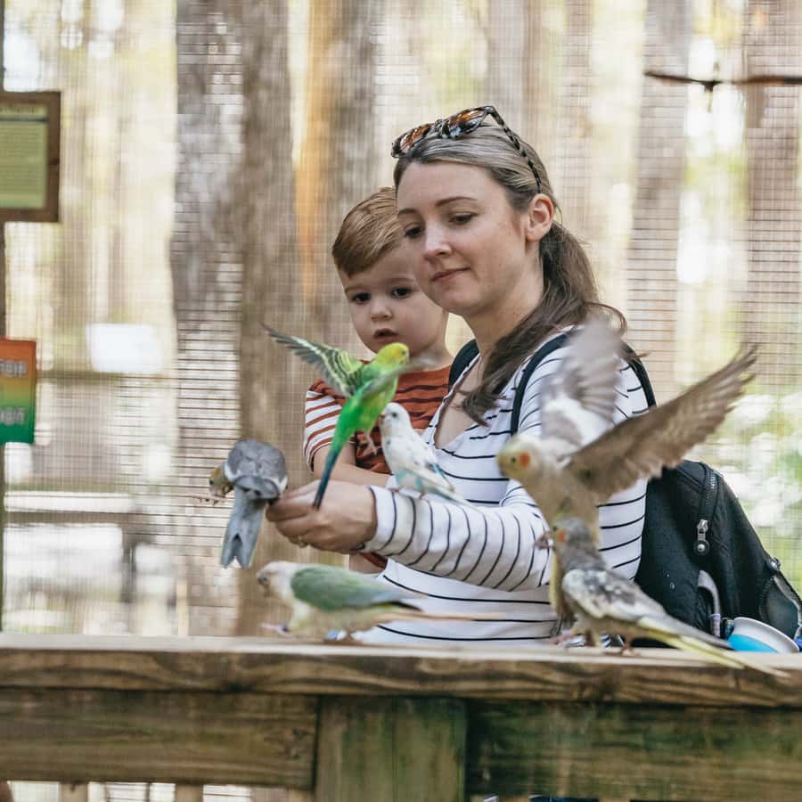 Orlando: Drive-Thru Safari Park at Wild Florida
