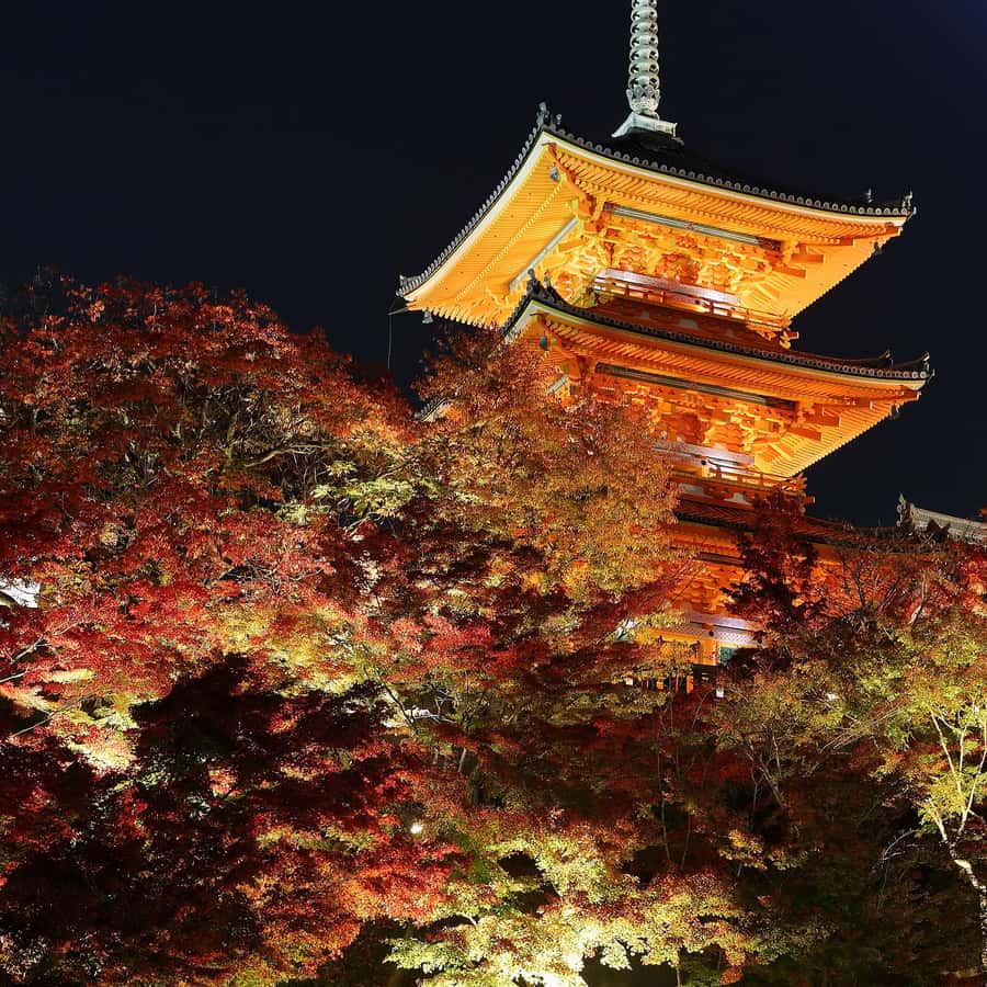 【2024】お歳暮・冬ギフト 京都：伏見稲荷大社と清水寺（スペイン語ガイド） GetYourGuide | 小物