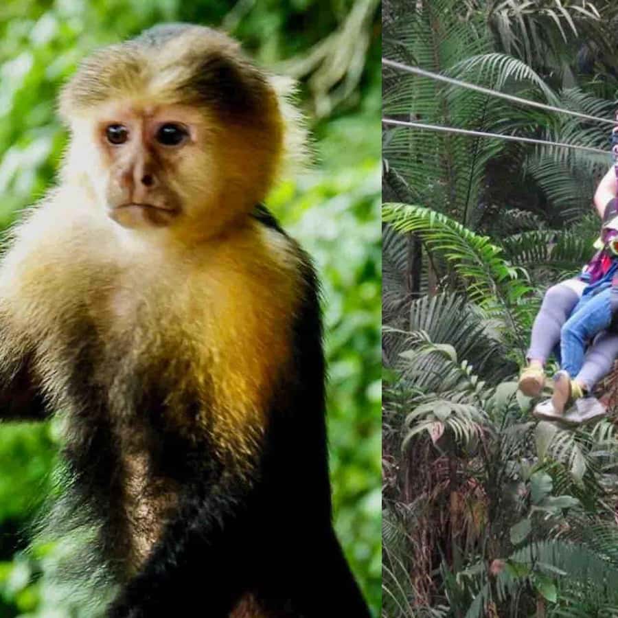 Marmoset Tropical Rainforest Monkeys For Sale Under 1000 Panama