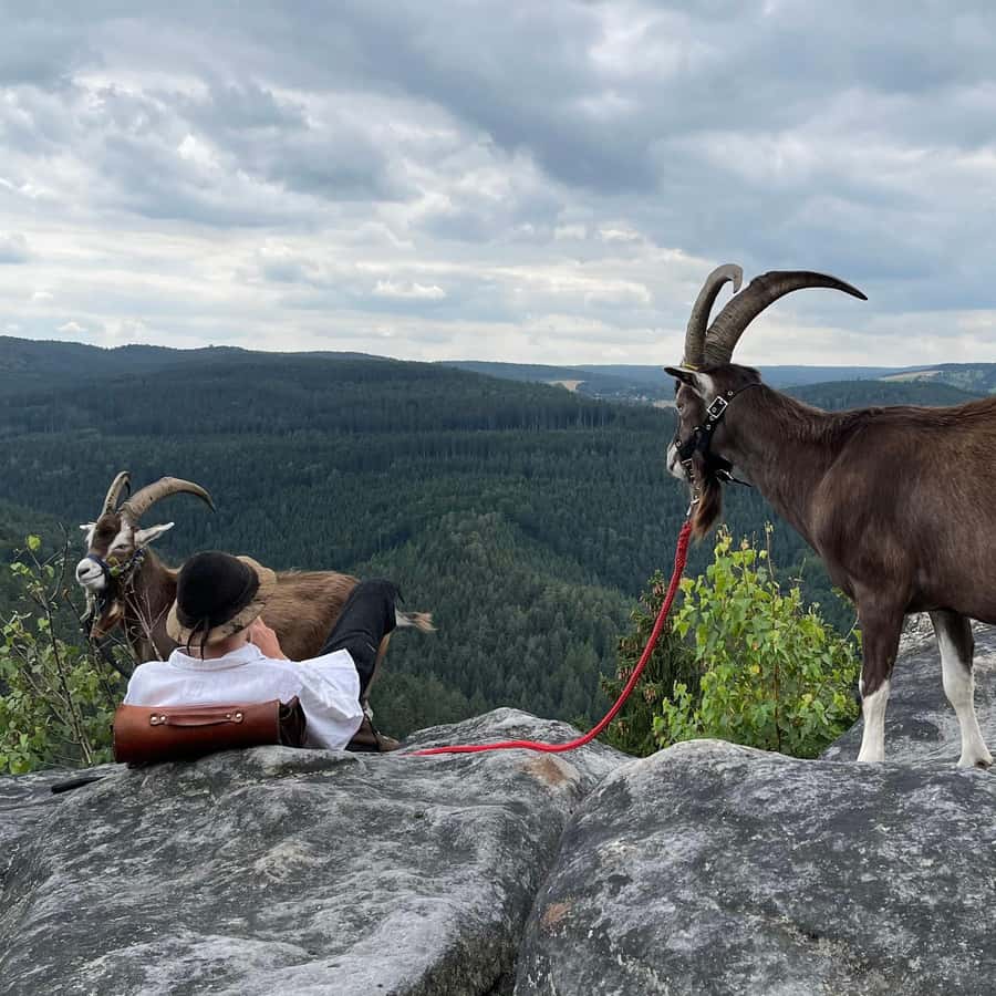 Climb the mountains together with goats | GetYourGuide