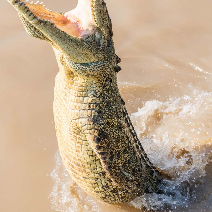 Jumping Crocodile Cruise from Darwin Half-Day Scenic Trip