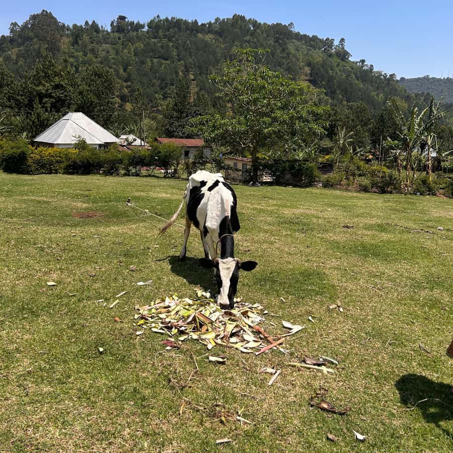 Galería de fotos para redes