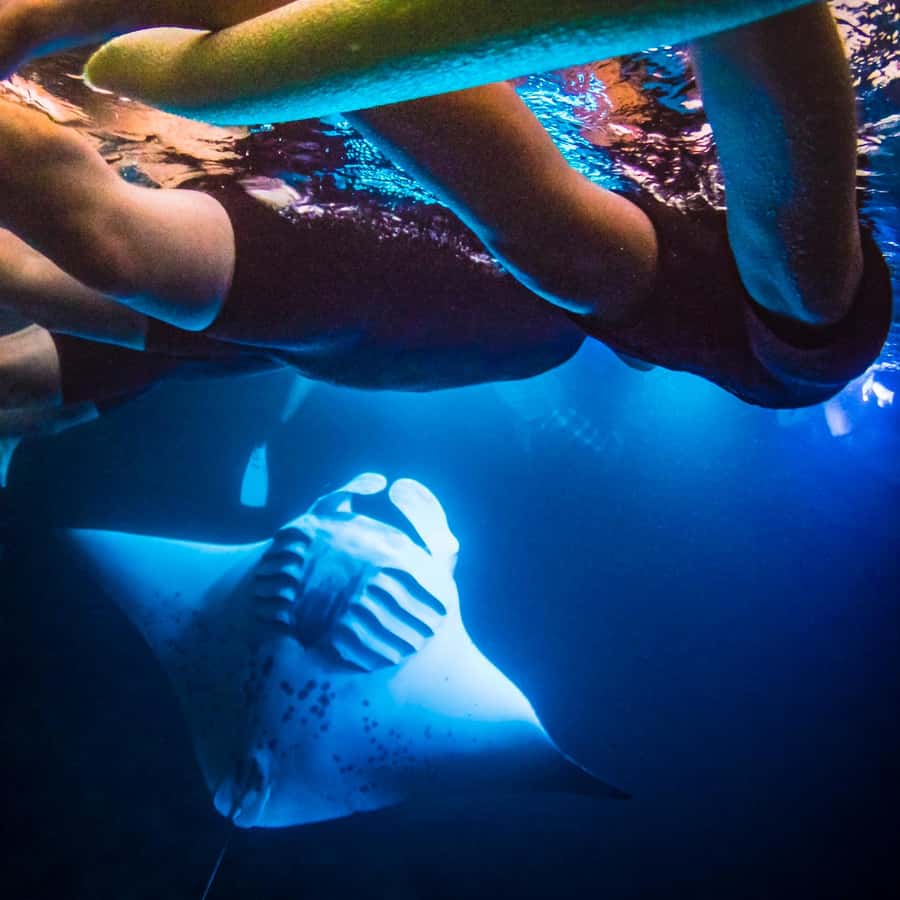 Manta Ray Snorkel in Kailua-Kona with Hot Cocoa GetYourGuide