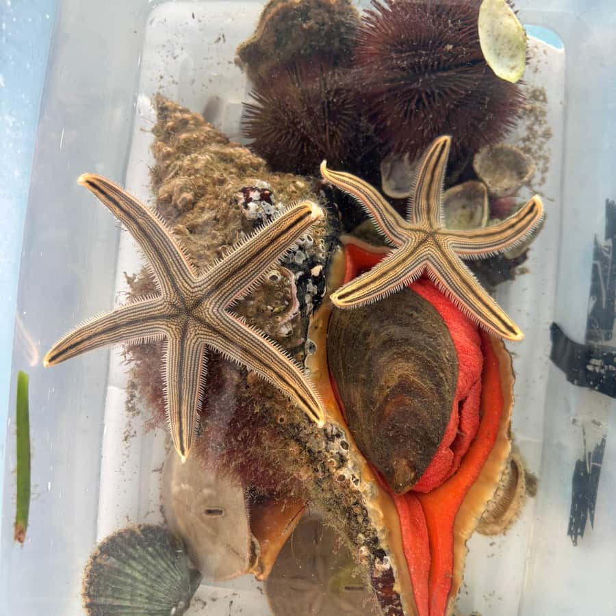 Panama City Beach: Snorkel Excursion with Good Jibez Only