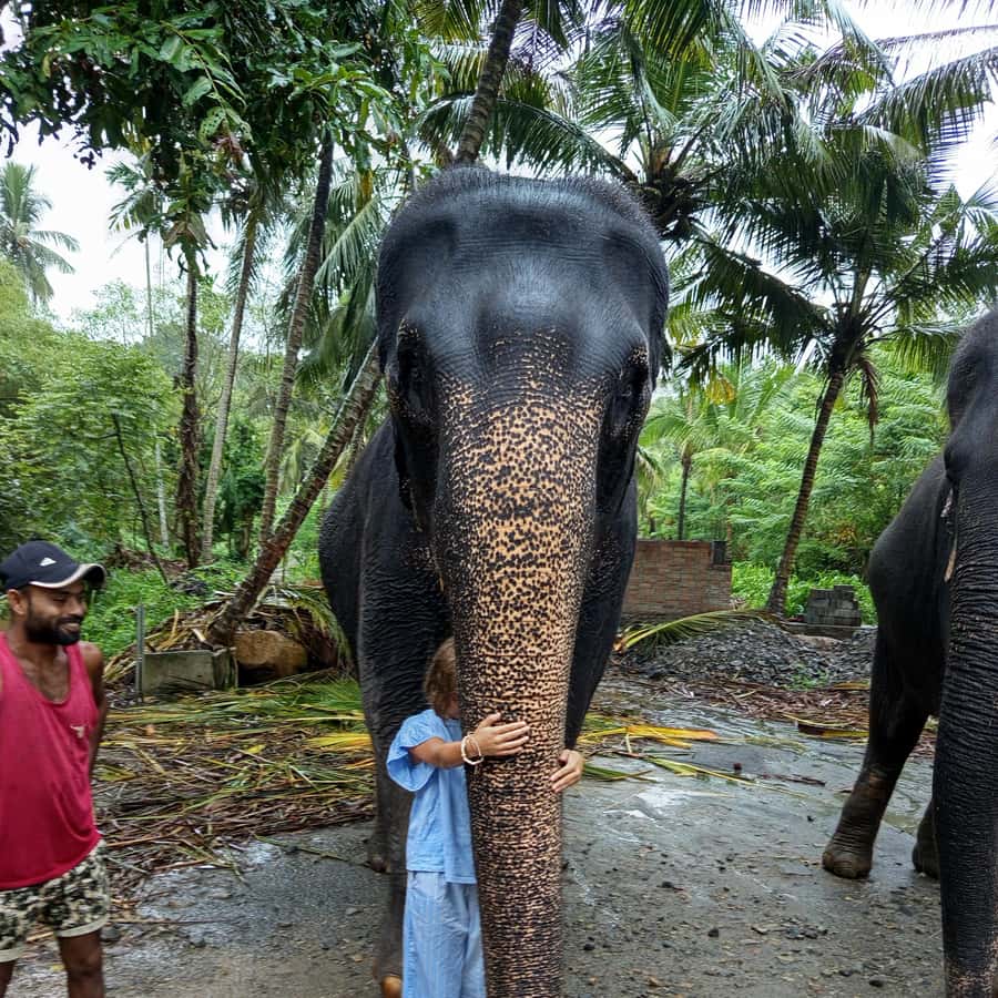 Excursão de um dia a Pinnawala e Kandy saindo de Colombo ou Negombo |  GetYourGuide, image size:900x900