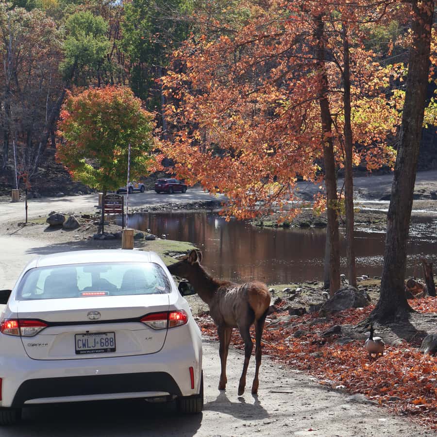 From Montreal: Omega Park Wildlife Safari Calling Sounds