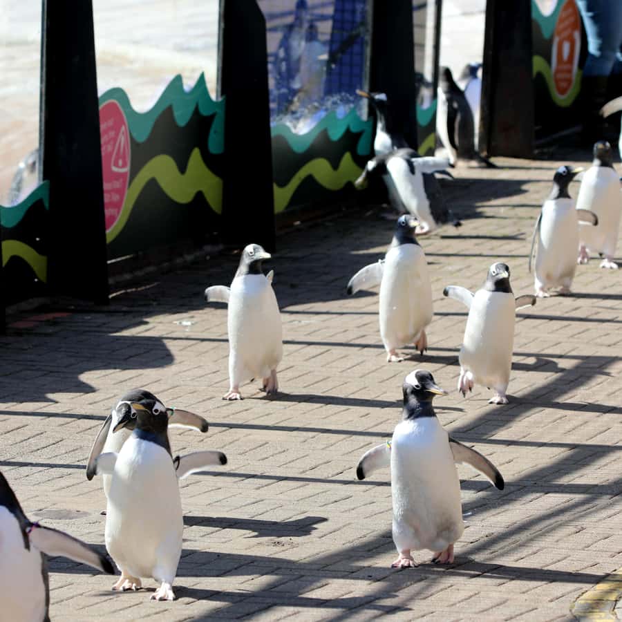 メディア コラージュ