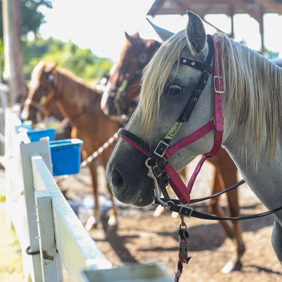 From Carolina: Horse Riding at a Private Ranch
