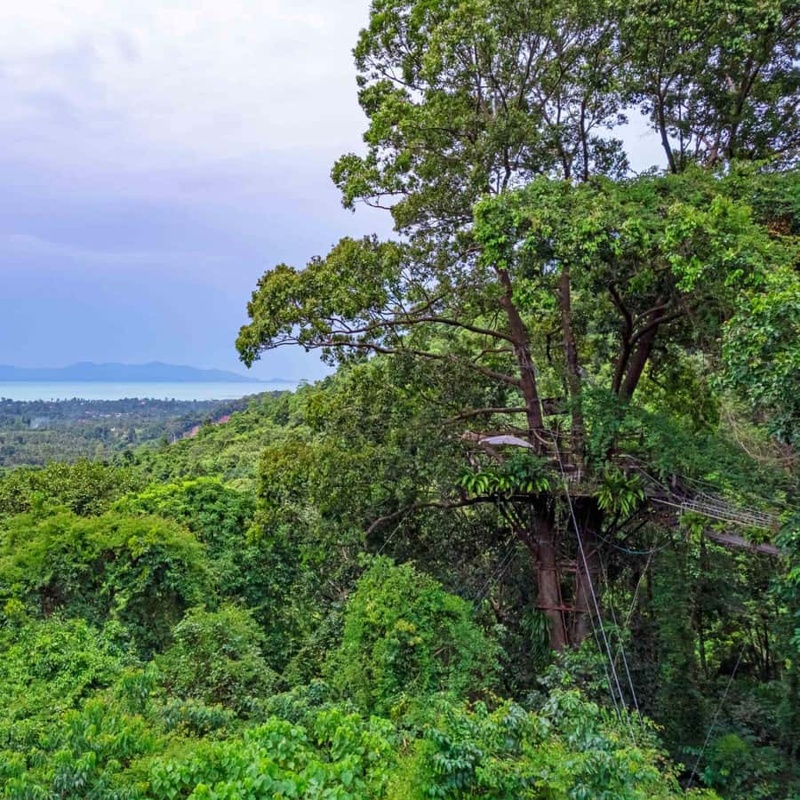 From Koh Samui: Tree Bridge Zipline and Café Experience