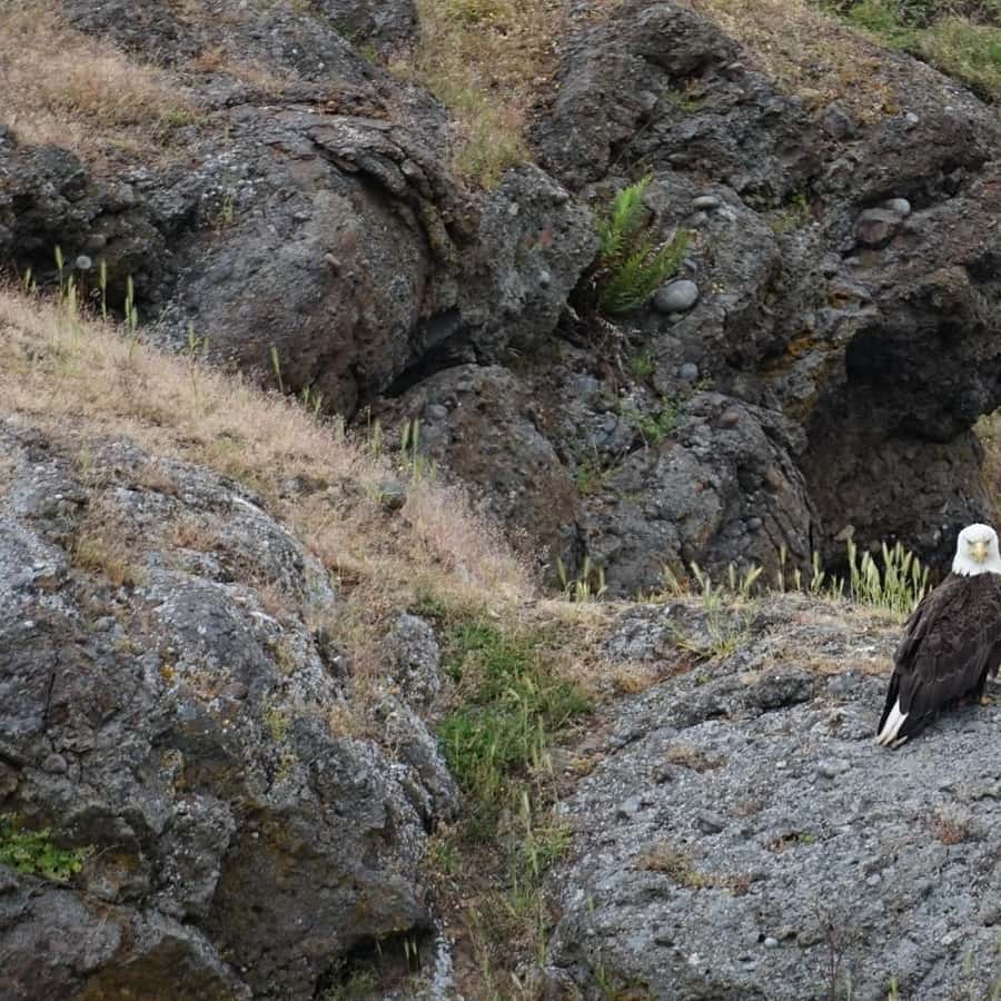 Anacortes: Whale and Orca Boat Tour near Seattle