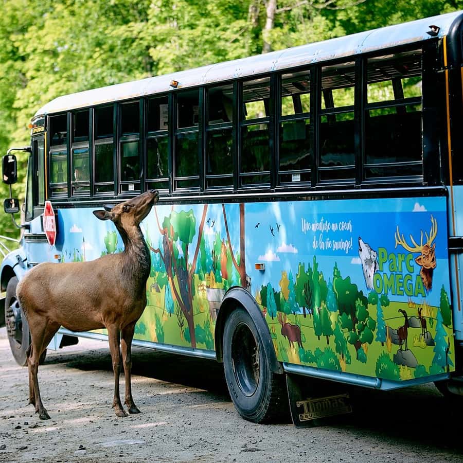 Montebello, QC: Morning VIP Tour at Parc Oméga GetYourGuide