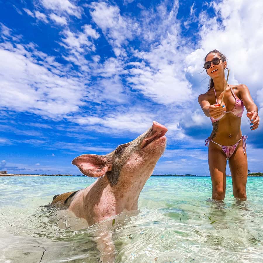 Nassau: Pigs Beach Trip by Boat with Swimming and Feeding