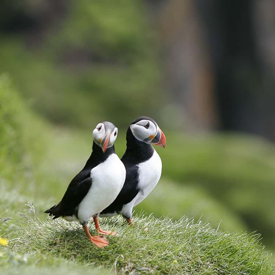 Reykjavik: 1-Hour Puffin Watching Tour